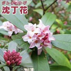 沈丁花　挿し穂1本　挿木用