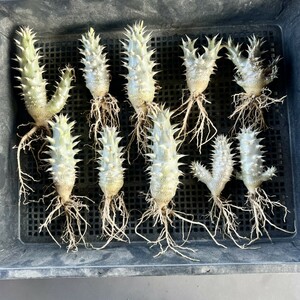 A2-15 塊根植物 多肉植物 パキポディウム　デンシカウレ　恵比寿大黒 実生 極上株10株