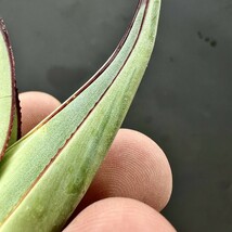 A36-18 新種 先発 agave ovatifolia killer watermelon 鮮明錦 極上錦 株を厳選 極上子株_画像3