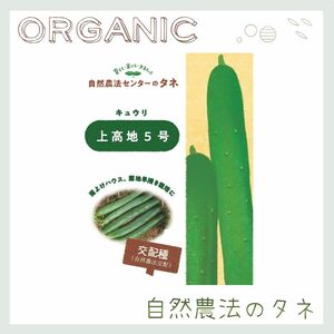 【上高地5号】 国内育成・採取 家庭菜園 種 タネ きゅうり 野菜 胡瓜