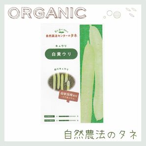 【白黄ウリ】 国内育成・採取 家庭菜園 種 タネ きゅうり 野菜 胡瓜