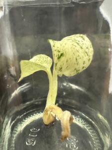【veil plants】tissue culture monstera deliciosa mint White Tearsモンステラ　デリシオーサ ミントホワイトティアーズ2