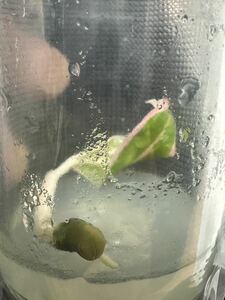 【veil plants】培養　希少アグラオネマ　ロータス　デライト　tissue culture Aglaonema Lotus Delight 