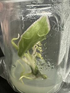 【veil plants】培養　希少アグラオネマ　ロータス　デライト　tissue culture Aglaonema Lotus Delight ①