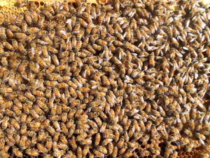 花粉交配用ミツバチ、専用巣箱入り３枚群、女王入り、ハウス・屋外用、２～３ヶ月の中期交配用、西洋ミツバチ、セイヨウミツバチ、西洋蜜蜂