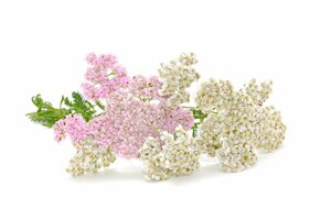 *Sale высокое качество Yarrow essential oil 30mlya low . масло 100%