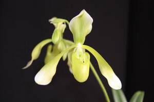 No.350 Paph.haynaldianum var.album x self 蕾付き株 パフィオ 原種