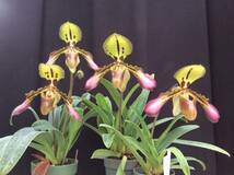 No.348 Paph.tigrinum x sib. 苗 パフィオ 原種_画像1