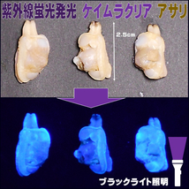 カワハギ 仕掛け アサリ 釣りエサ 刺し餌 アミノ酸アラニン・激臭ニンニク・水飴配合 蛍光発光 ケイムラクリア 塩締め アサリ 30個入り_画像3