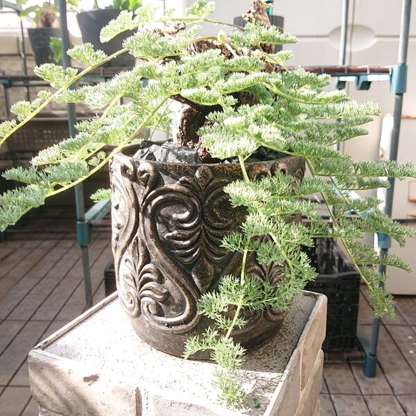 大型 Pelargonium triste ペラルゴニウム トリステ 鉢付