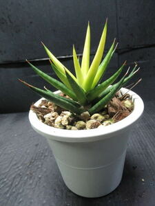 ＫＮ　サンセベリア(チトセラン属）　フランシシー　‘オーレア‘（SANSEVIERIA FRANCISII `AUREA`）　　　0.8Ｍ以下