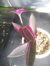 ＫＮ　紫御殿錦　セトクレアセア　パリダ　‘パープルハート‘（SETCREASEA PALLIDA `PURPLE HEART variegated`）　　0.8Ｍ以下_画像5