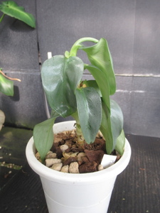 ＫＮ　フィロデンドロン　ハスタータム　　‘クリスパ‘（PHILODENDRON HASTATUM `CRISPA`）　　　0.8Ｍ以下