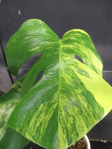 ＫＮ　１円！　黄斑入りモンステラ　ボルシギアナ（MONSTERA DELICIOSA var, BORSIGIANA `YELLOW VARIEGATED`）　　　1.2Ｍ以下