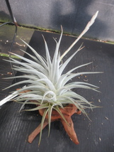 ＫＮ　ティランジア　ディディスティカ（TILLANDSIA DIDISTICHA）　　　　0.8Ｍ以下_画像2