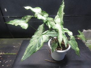 ＫＮ　シンゴニューム　ポドフィラム　‘スリーキングス‘（SYNGONIUM PODOPHYLLUM `THREE KINGS`）　　　0.8Ｍ以下