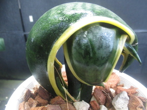 ＫＮ　サンセベリア(チトセラン属）　トリファスキアタ　‘バードビーク‘（SANSEVIERIA trifasciata `BIRD BEAK`）　　0.8Ｍ以下