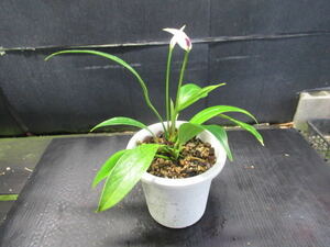 ＫＮ　アンスリューム(ベニウチワ属）　リラキナム（ANTHURIUM LILACINUM）　　　0.8Ｍ以下