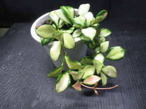 ＫＮ　ホヤ(サクララン属）　ヘウスケリアナ　‘バリエゲイテッド‘（HOYA HEUSCHKELIANA `variegated`）　　　0.8Ｍ以下