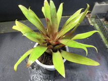 ＫＮ　ティランジア　レイボルディアナ　‘ペンデュラス　フォーム‘（TILLANDSIA LEIBOLDIANA `PENDULOUS FORM`）　　0.8Ｍ以下_画像3