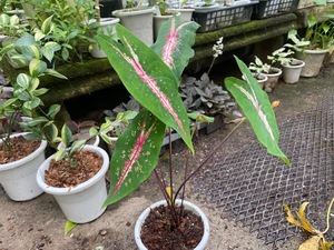 ＫＮ　カラーデューム(ハイモ属）　ピクツラタム（CALADIUM PICTURATUM）　　　1.2Ｍ以下