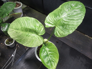 ＫＮ　１円！　スキスマトグロッティス　‘白散り斑.（‘SCHISMATOGLOTTIS SP. `VARIEGATED`）　　　　0.8Ｍ以下