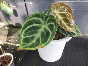 ＫＮ　アンスリューム　ドラヤキオリジナルｘドラヤキオリジナル（ANTHURIUM hybrid DORAYAKI original x 2）　　　0.8Ｍ以下