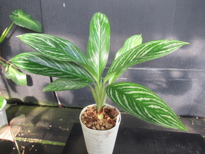 ＫＮ　１円！　アグラオネマ(リョクチク属)　ハイブリッド　‘リリアン‘（AGLAONEMA hybrid `LILLIAN`）　　　1.2Ｍ以下