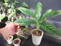 ＫＮ　１円！　アグラオネマ(リョクチク属)　ハイブリッド　‘リリアン‘（AGLAONEMA hybrid `LILLIAN`）　　　1.2Ｍ以下_画像4