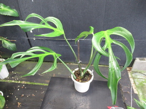 ＫＮ　１円！　モンステラ(ホウライショウ属）　‘バールマルクスフレイム‘（MONSTERA `BURLE MARX FLAME`）　　　0.8Ｍ以下