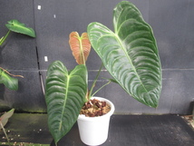 ＫＮ　アンスリューム　ベイッチー　‘ナローショートリーフ‘（ANTHURIUM VEITCHII `NARROW　SHORT LEAF`）　　1.2Ｍ以下_画像1