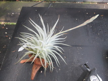 ＫＮ　ティランジア　ディディスティカ（TILLANDSIA DIDISTICHA）　　　　0.8Ｍ以下_画像9