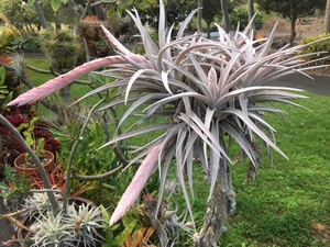 ＫＮ　１円！　ティランジア　チアペンシス　‘ジャイアント‘（TILLANDSIA CHIAPENSIS `GIANT`）　　　　0.8Ｍ以下