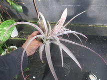 ＫＮ　１円！　ティランジア　チアペンシス　‘ジャイアント‘（TILLANDSIA CHIAPENSIS `GIANT`）　　　　0.8Ｍ以下_画像3