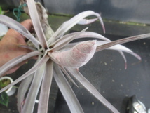 ＫＮ　１円！　ティランジア　チアペンシス　‘ジャイアント‘（TILLANDSIA CHIAPENSIS `GIANT`）　　　　0.8Ｍ以下_画像5