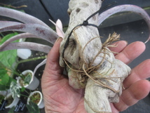 ＫＮ　１円！　ティランジア　チアペンシス　‘ジャイアント‘（TILLANDSIA CHIAPENSIS `GIANT`）　　　　0.8Ｍ以下_画像10