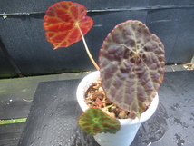 ＫＮ　１円！　ベゴニア(シュウカイドウ属）　ゴエゴエンシス（BEGONIA GOEGOENSIS）　　　0.8Ｍ以下_画像5