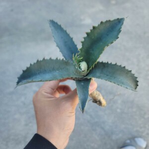 Agave americana var. protoamericana 'Funky Toes' アガベ　プロトアメリカーナ　ファンキートゥース　検索用/チタノタ　アテナータ　