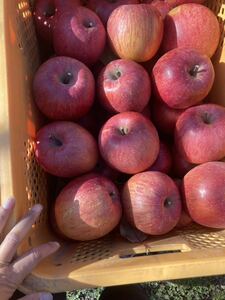227.お買い得　福島県産　フレッシュ富士リンゴ　家庭用6kg 綺麗なリンゴ
