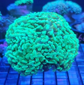 na galet is na coral ( light green ) NO,194
