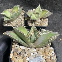 ［メリクロン苗］多肉植物 アガベ チタノタ カニ蟹 小株 3株同梱 発根済_画像3