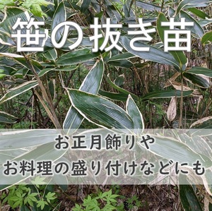 送料無料◆笹の抜き苗 5本 笹の根 正月飾り お料理や和菓子の飾り葉としても◎ 抗菌作用 隈笹 熊笹 クマザサ 山野草 園芸 ガーデニング