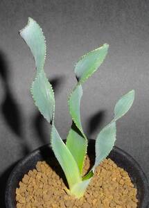 多肉植物 / 球根　フェラリア sp. Clanwilliam (珍奇花)　/　Ferraria sp. 