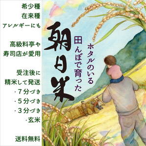 【送料無料】在来種・希少種・アレルギー抑制効果も「朝日米10kg」玄米/７分/５分/３分（受注後に精米）の画像1