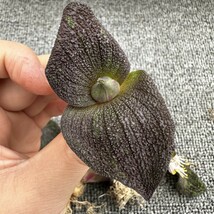 L75 【パンダ園芸】マッソ二ア プッスツラータ　Massonia pustulata5株 _画像6