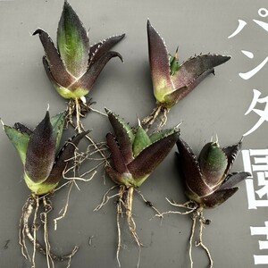 N10 【パンダ園芸】アガベ　チタノタ HADES ハデス 恐竜牙歯 Agave titanota Hades　メリクロン株 発根済み 5株同梱