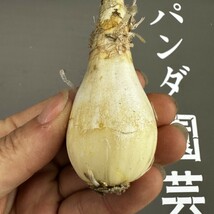 N43 【パンダ園芸】貴重植物 現地株 ゲチリス　グランディフローラ Gethyllis grandiflora _画像5