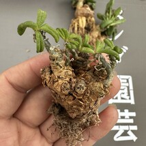 N52 【パンダ園芸】Tylecodon sulphureus (Pofadder, RSA)/チレコドン スルフレウス//多肉植物大株3株_画像4