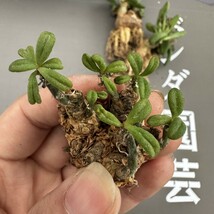 N52 【パンダ園芸】Tylecodon sulphureus (Pofadder, RSA)/チレコドン スルフレウス//多肉植物大株3株_画像5