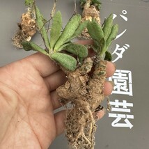 N52 【パンダ園芸】Tylecodon sulphureus (Pofadder, RSA)/チレコドン スルフレウス//多肉植物大株3株_画像8